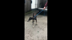 10K views · 315 reactions | RIVER ARRIVES AT HOPE RESCUE River was...