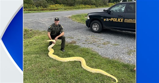 13-foot python finds new home at Upstate New York zoo