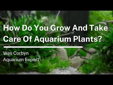 How to Set up an Aquarium With Live Plants