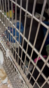 8.9K views · 224 reactions | Puppies | Yakima Humane Society | Facebook