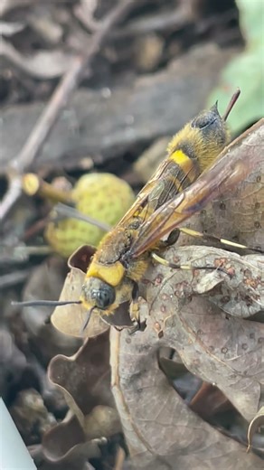 The Imposter Hornet Moth #insects #nature#hornetmoth