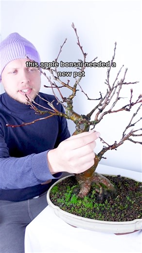 Repotting an Old Apple Bonsai into a Beautiful New Pot