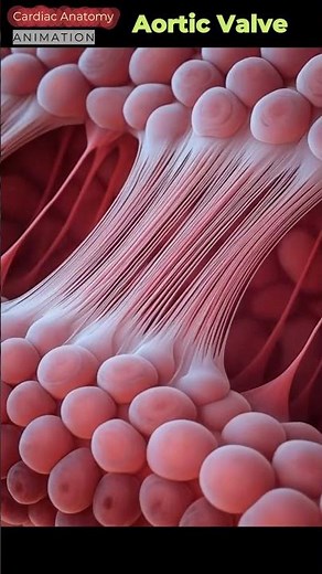 Inside the Human Heart: Aortic Valve Opening & Closing in Real-Time 🫀