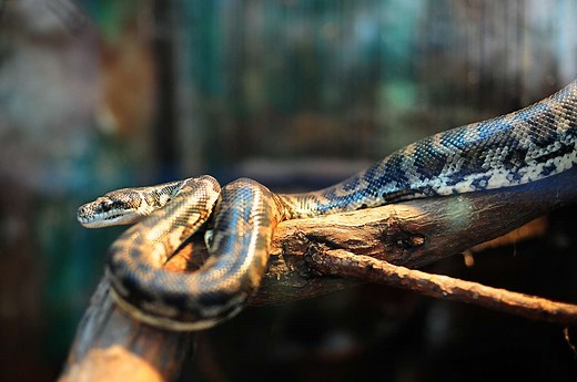 What Kind of Lights Does Your Pet Snake Need?
