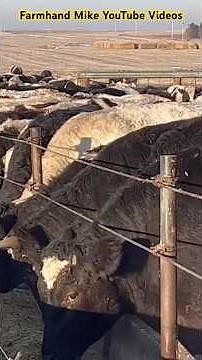 Feeding Cattle in Iowa on a winter day.