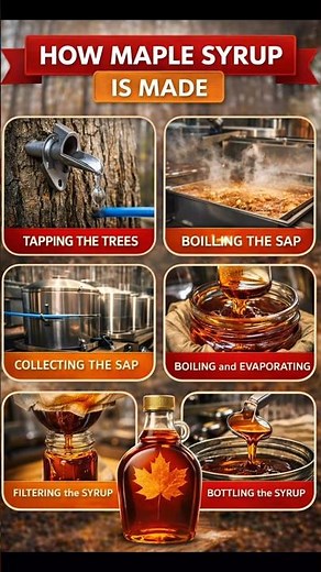 How Maple Syrup Is Really Made | from trees to bottles