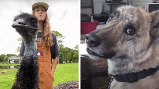 25 School-Appropriate Funny Videos for Kids