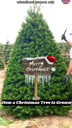 क्रिसमस ट्री कसरी तयार हुन्छ? | How a Christmas Tree Is Grown #christmas #tree #shorts