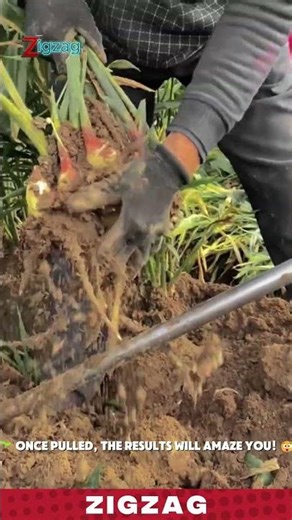 Simple & Durable Hand Tools for Harvesting and Extracting Rhizomes in Root Crop Fields