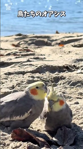 【鳥Part45】インコが集う秘境 #parrot #鳥 #birds #かわいい #ペット #インコ