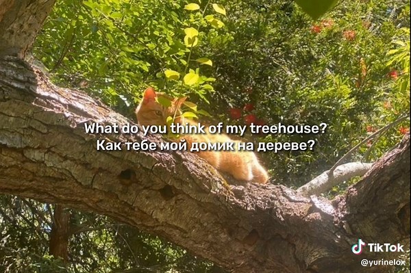 Alex G's Treehouse Lyrics Translation and Analysis