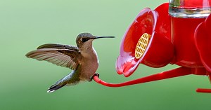 How to Keep Your Hummingbird Feeder Free from Pests