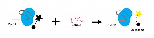 CRISPR-Cas14: a family of small DNA-targeting enzymes enabling high-fidelity SNP genotyping