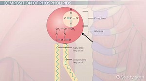 Phospholipid | Structure, Function & Examples