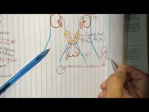 Cryptorchidism, pathophysiology, clinical features, diagnosis and treatment