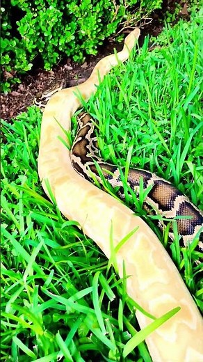 Handling a Giant Burmese Python | Up Close with One of the World's Largest Snakes!