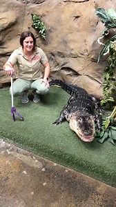 3.2M views · 17K reactions | It was time for Gomer to be in an educational experience, so we like to get him out the night before to get things ready!  | The Reptile Zoo | Facebook