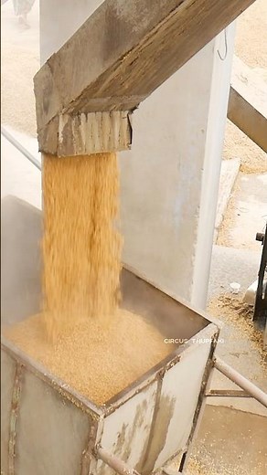 "How Rice is Made: The Process Behind Every Grain"#food #ricemill #handmade #amazing #agriculture