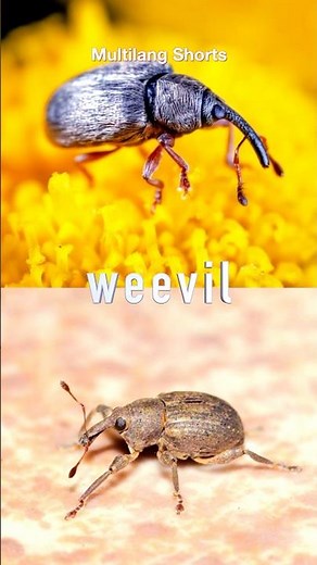 What’s a Weevil? Learn Insect Names!
