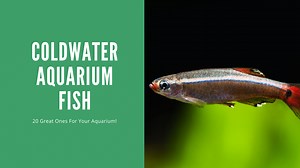 20 Great Coldwater Aquarium Fish (With Pictures!)