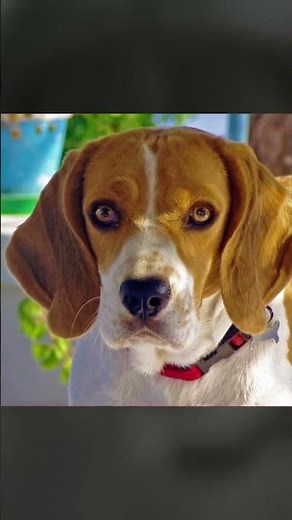 Evolution of Beagles - From Pocket Sized Hunters to Modern Day Companions