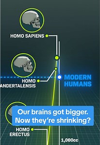 This chart shows human brains size over time. They got way bigger, fast. But now they’re shrinking? (No, it’s not the phones!) About 2 million years ago something changed and it altered the course of human evolution. Our brains just started RAPIDLY growing, the organ nearly doubled in size in just a few hundred thousand years. This turning point is what allowed us to evolve into the intelligent species we are today. But now… To learn more, follow along! #evolution #human origins #science