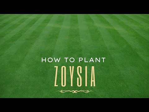 How To Plant Zoysia - The Step-By-Step Guide to plugs