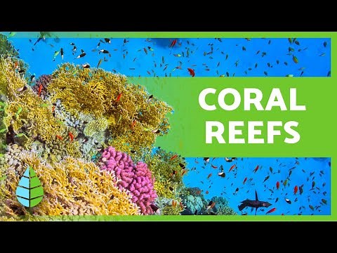 What are CORAL REEFS? 🌿🐠 (Types, Formation and Importance)