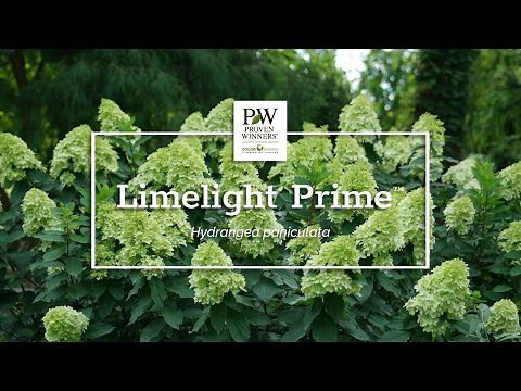 Introducing Limelight Prime™