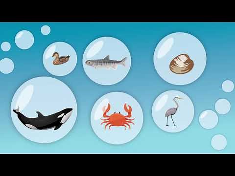 Estuaries. More than meets the eye.