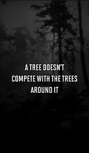 140K views · 6.3K reactions | A Tree Doesn't Compete With The Trees Around It #quotes #motivation #lifequotes #people #lifelessons | Stoic Wisdom Quotes | Facebook