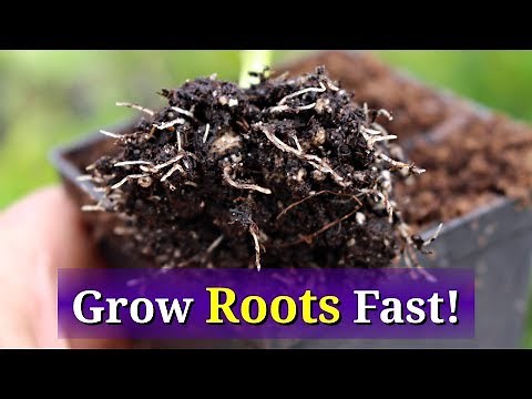 Grow Hydrangea from Cuttings: Fast, Easy Method