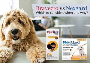 Bravecto vs Nexgard: Which to consider, when, and why?