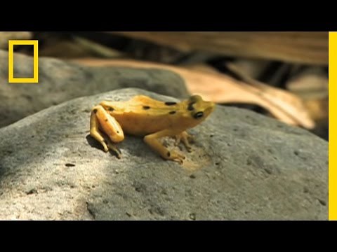 Frogs vs. Fungus | National Geographic