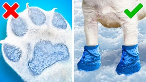 1.9M views · 11K reactions | So genius!❄️ Best hacks and gadgets for smart pet owners: | 5-Minute Crafts Like | Facebook