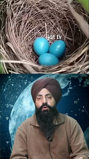 Cuckoo Bird Facts: Uncovering the Secrets of These Mysterious and Intelligent Birds #CuckooBirdFacts