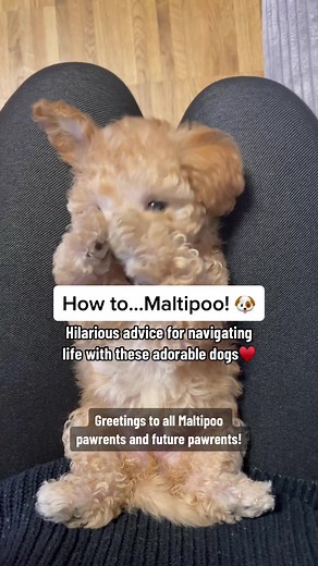 Essential Maltipoo Dog Breed Facts Revealed