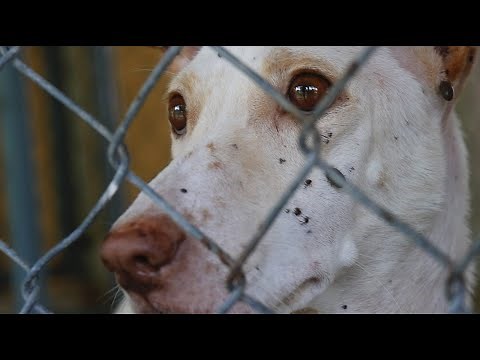 What can you do to stop animal abuse?