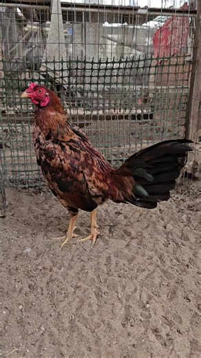 Exploring California's 559 Area Code