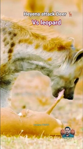Deadly Encounter! Hyena and Leopard Face Off Over a Deer Kill — Hyena Tearing the Deer Apart"