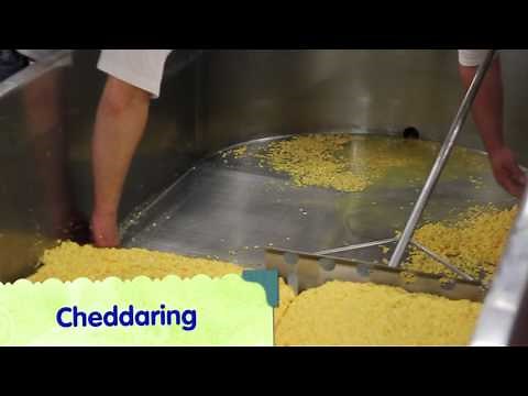 Making Wisconsin Cheddar Cheese Curds (YBB Edition)