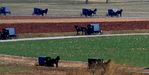 Amish Buggies (10 Common Questions) - Amish America