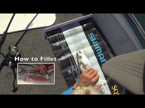 How to Humanely Kill a Fish (with Pictures)