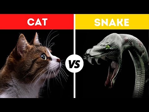 Cat vs Snake Fight Comparison in Detail || Who Will Win?|| Cat vs Snake Real Fight Video.