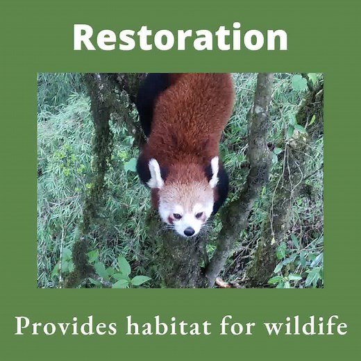 9.5K views · 54 reactions | Restoration of red panda habitat brings hope, creates green jobs, provides local income, sustains biodiversity, and so much more! We started reforesting red panda habitat this year with the goal of reaching 100K trees. Stay tuned for updates on our  count! https://bit.ly/plant-a-red-panda-home #GenerationRestoration #PlantAHome #PlantARedPandaHome | Red Panda Network | Facebook