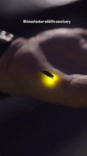 Fireflies season is here 🪲 #fireflies #pune #nighttrek