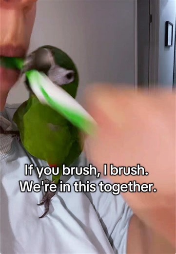 Dental Hygiene Lessons from a Macaw