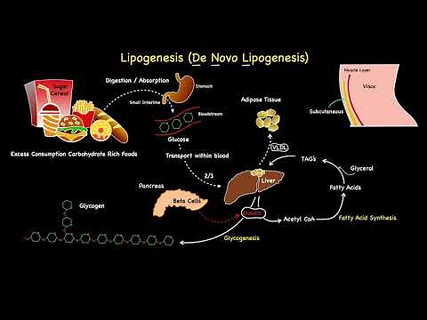 Lipogenesis Summarised