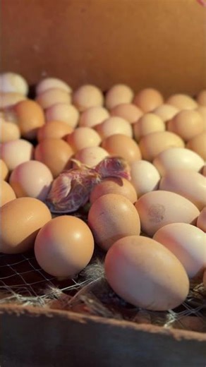 19 day surprise-chick hatched at day 19