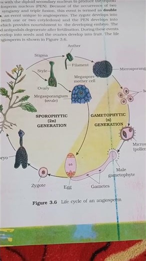 life cycle of an angiosperm ncert diagram